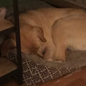 Meet your Posher, Janice